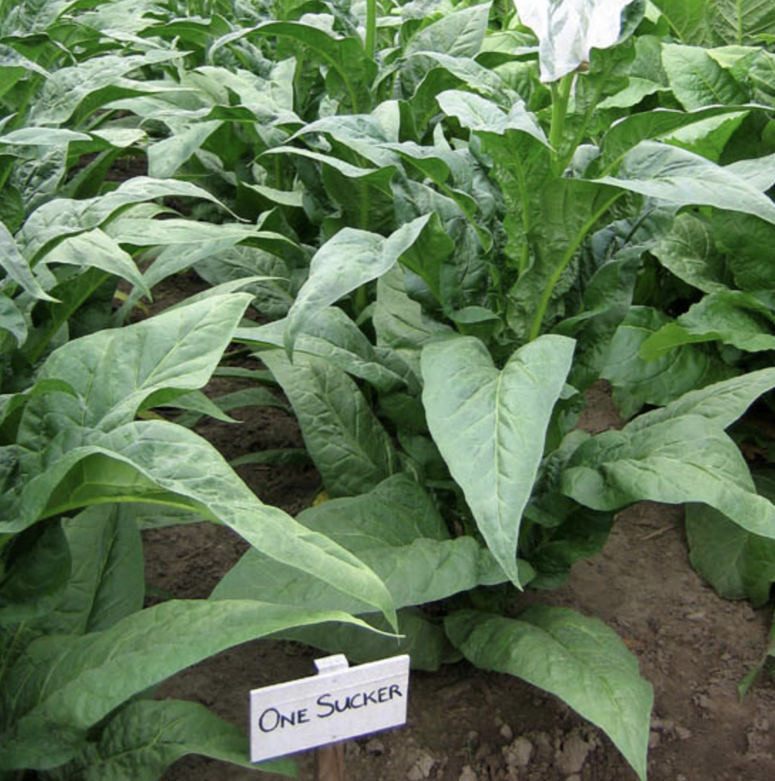 One Sucker, Tobacco Seed | Urban Farmer